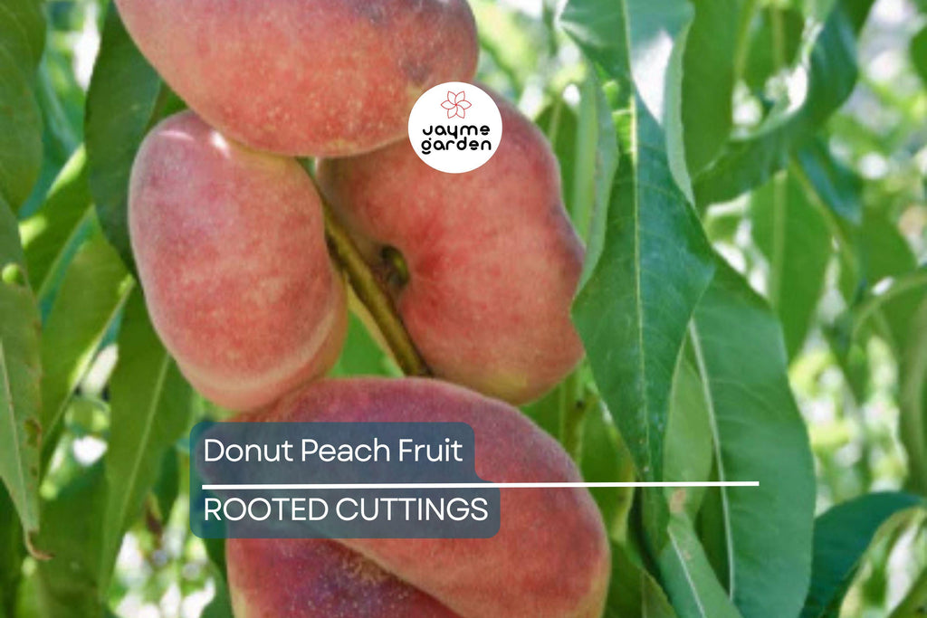 Donut Peach Tree Scion - 6 Premium Cuttings for Grafting, Sweet White Flesh