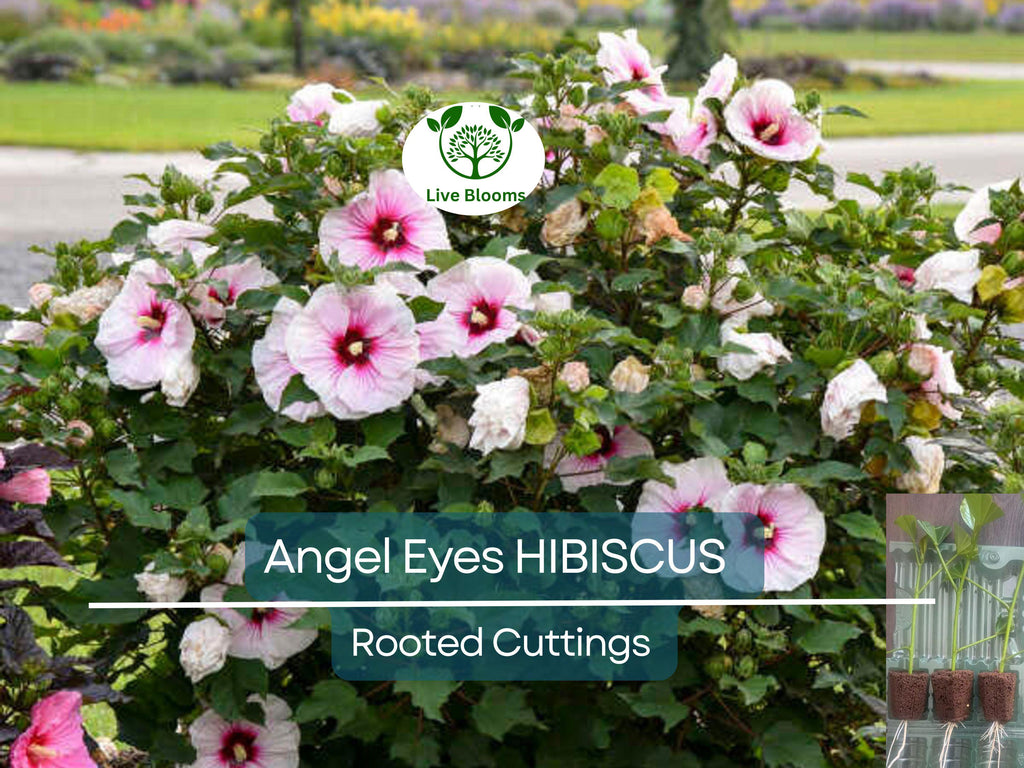 1 Live Hibiscus Angel Eyes Cutting – Beautiful Flowering Plant for Propagation, Hardy Hibiscus (Hibiscus rosa-sinensis)