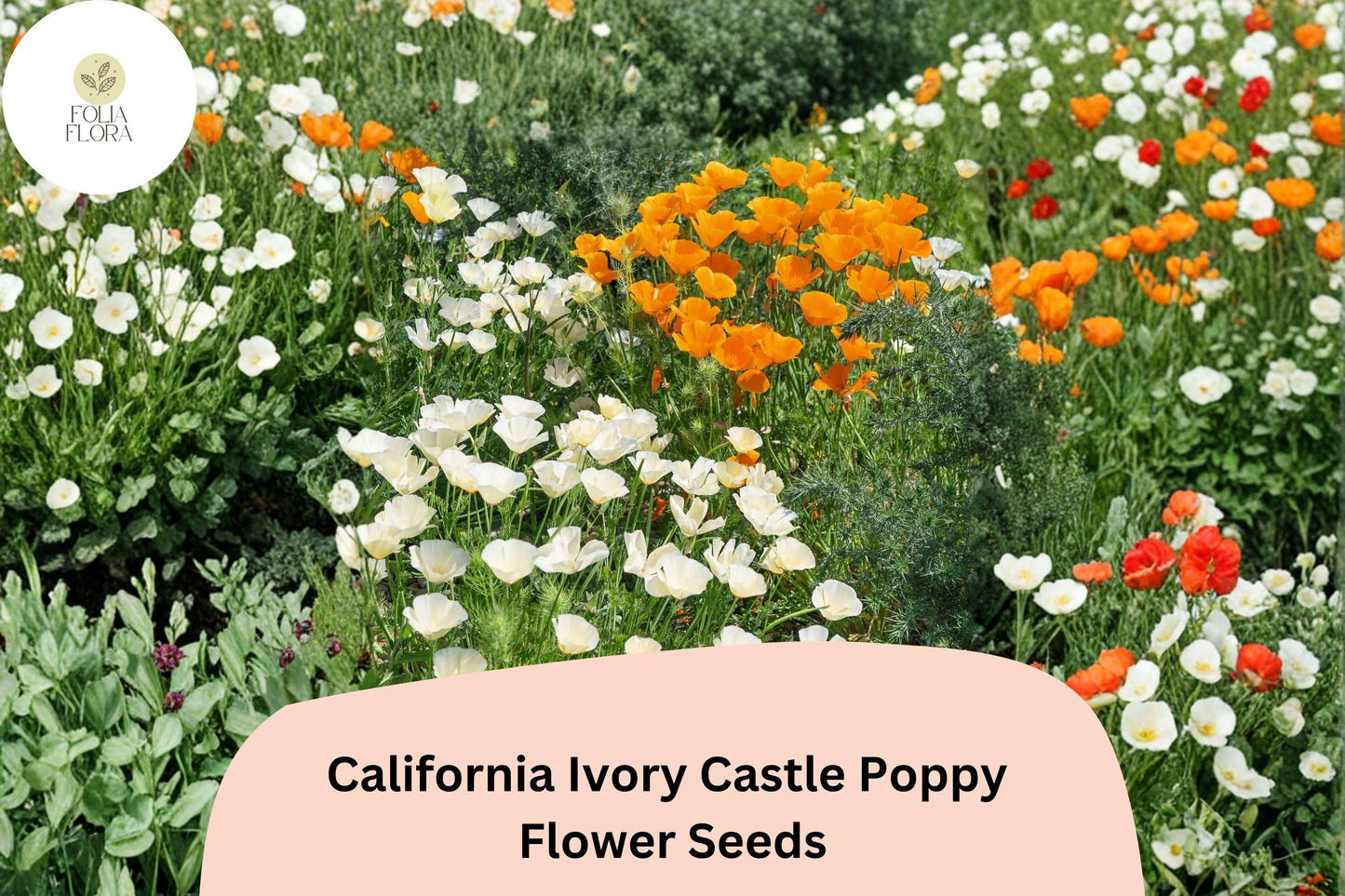 200+ California Ivory Castle Poppy Seeds for Garden Planting - White Flowers, Easy to Grow, Drought Tolerant