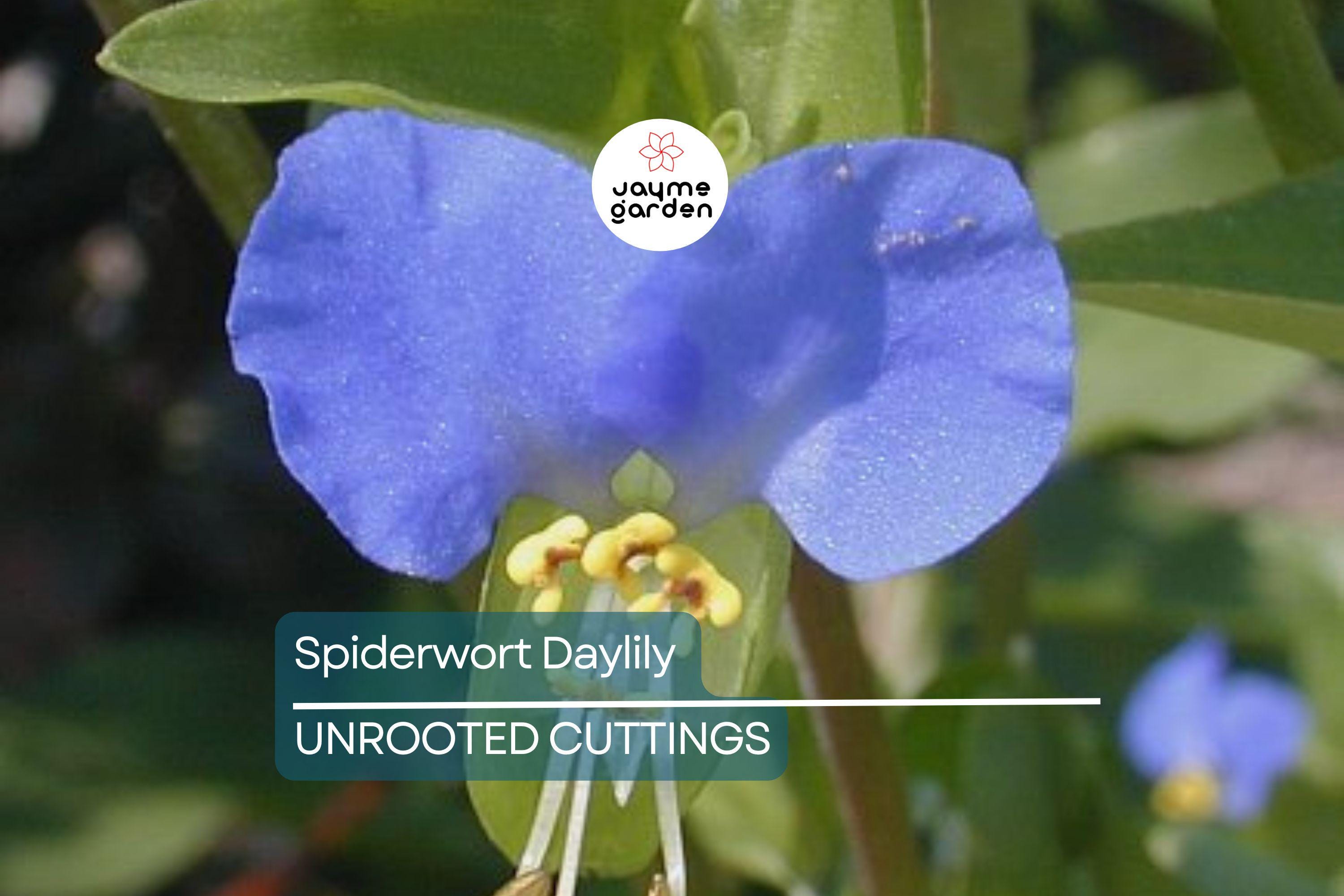 15 Spiderwort Day Lily Cuttings - Wandering Jew Blue - Fresh Cutting, Easy to Care Houseplant