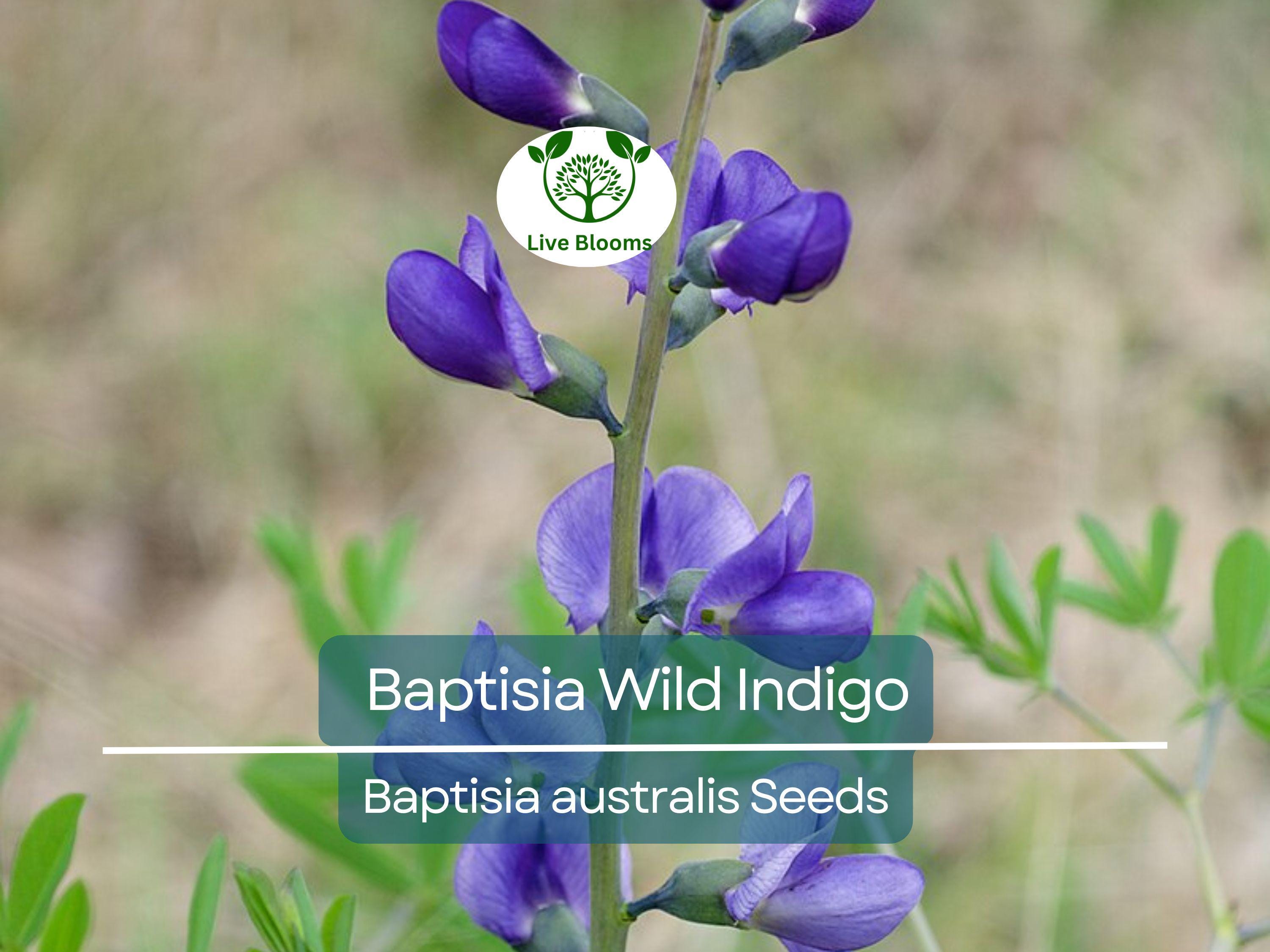 50 Seeds BAPTISIA Wild Indigo, Blue Flowers, Butterfly Host Plant, Perennial, Non-GMO, Native Plant, Perfect for Pollinator Gardens