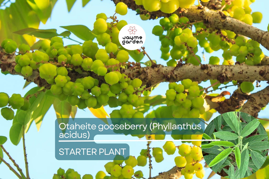 Otaheite Gooseberry Starter Plant - Phyllanthus acidus 1’-2” | Tropical Fruit Tree for Garden