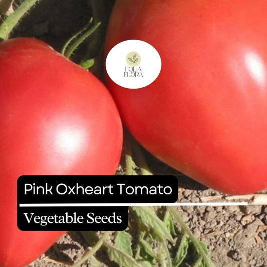 30 Pink Oxheart Tomato Seeds (Solanum lycopersicum) – Heirloom, Non-GMO, Large Juicy Tomatoes, Rich Flavor