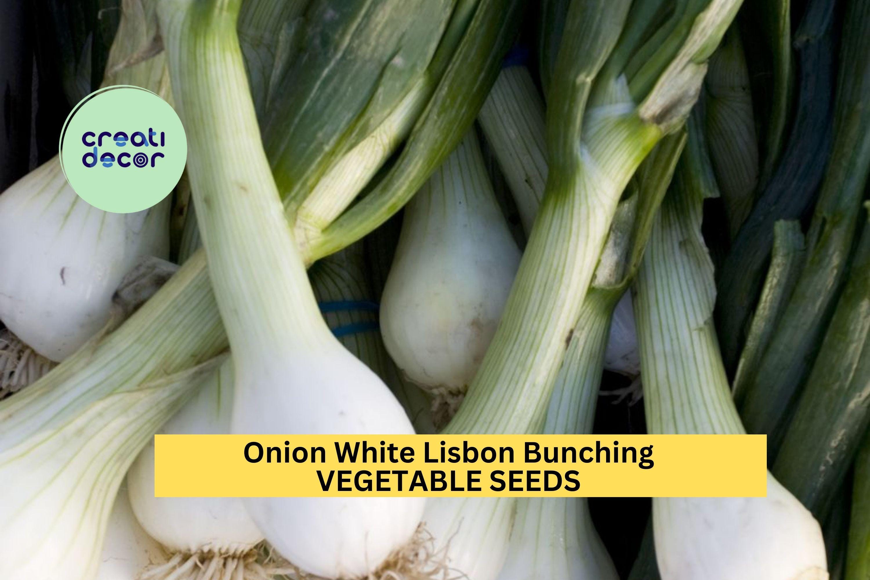 3pcs of 250mg Onion White Lisbon Bunching Seeds – Mild Green Onion Seeds for Planting – Fast-Growing Scallions for Home Gardens