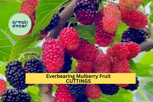 6 Illinois Everbearing Mulberry Cuttings – 6–10” Scions for Grafting or Rooting | Morus rubra x alba Tree for Orchards or Food Forests