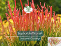 15 Healthy Fire Sticks Succulent Unrooted Cuttings - Euphorbia Tirucalli - Unique Colorful Succulent for Propagation & Garden