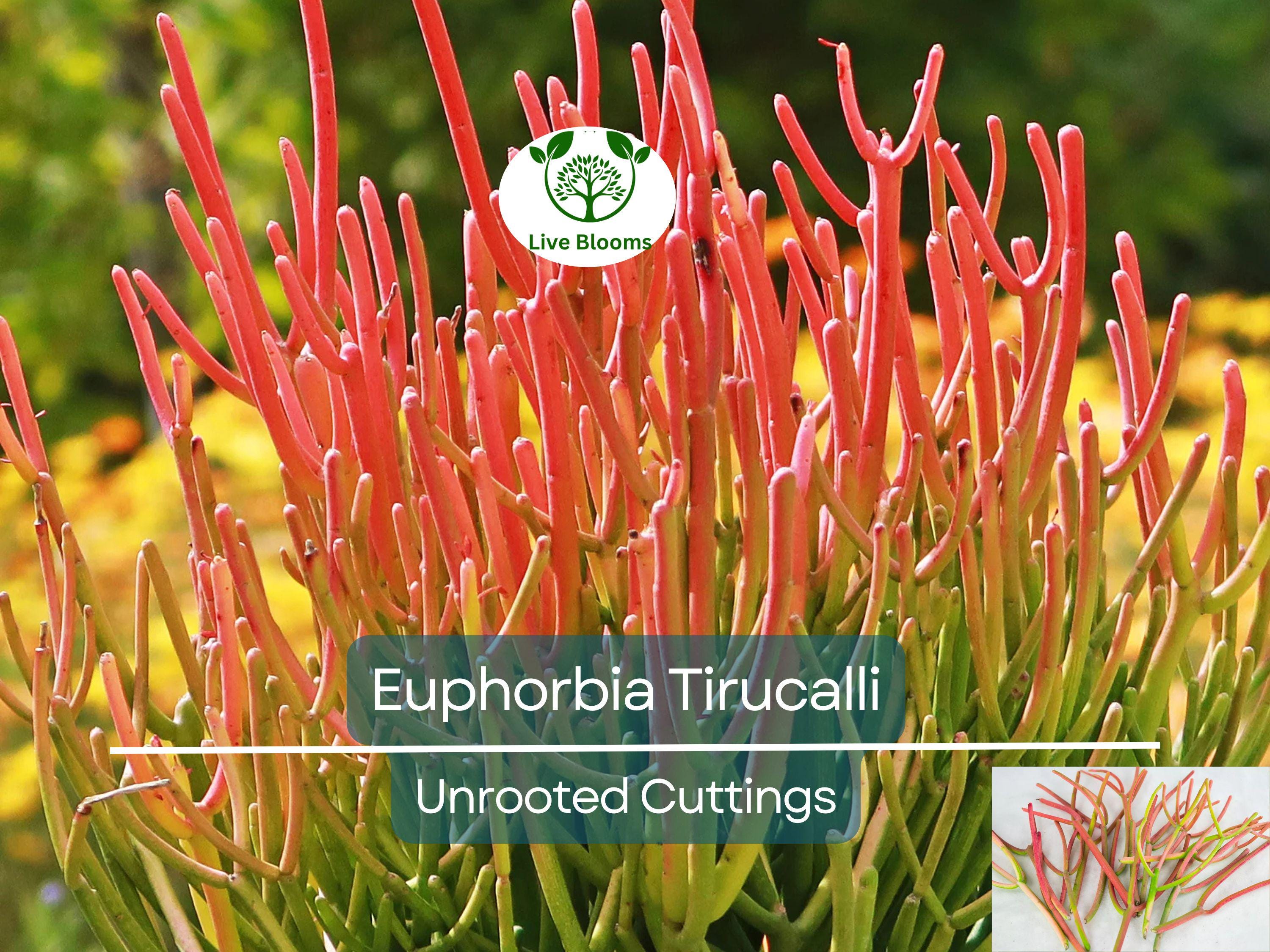 15 Healthy Fire Sticks Succulent Unrooted Cuttings - Euphorbia Tirucalli - Unique Colorful Succulent for Propagation & Garden