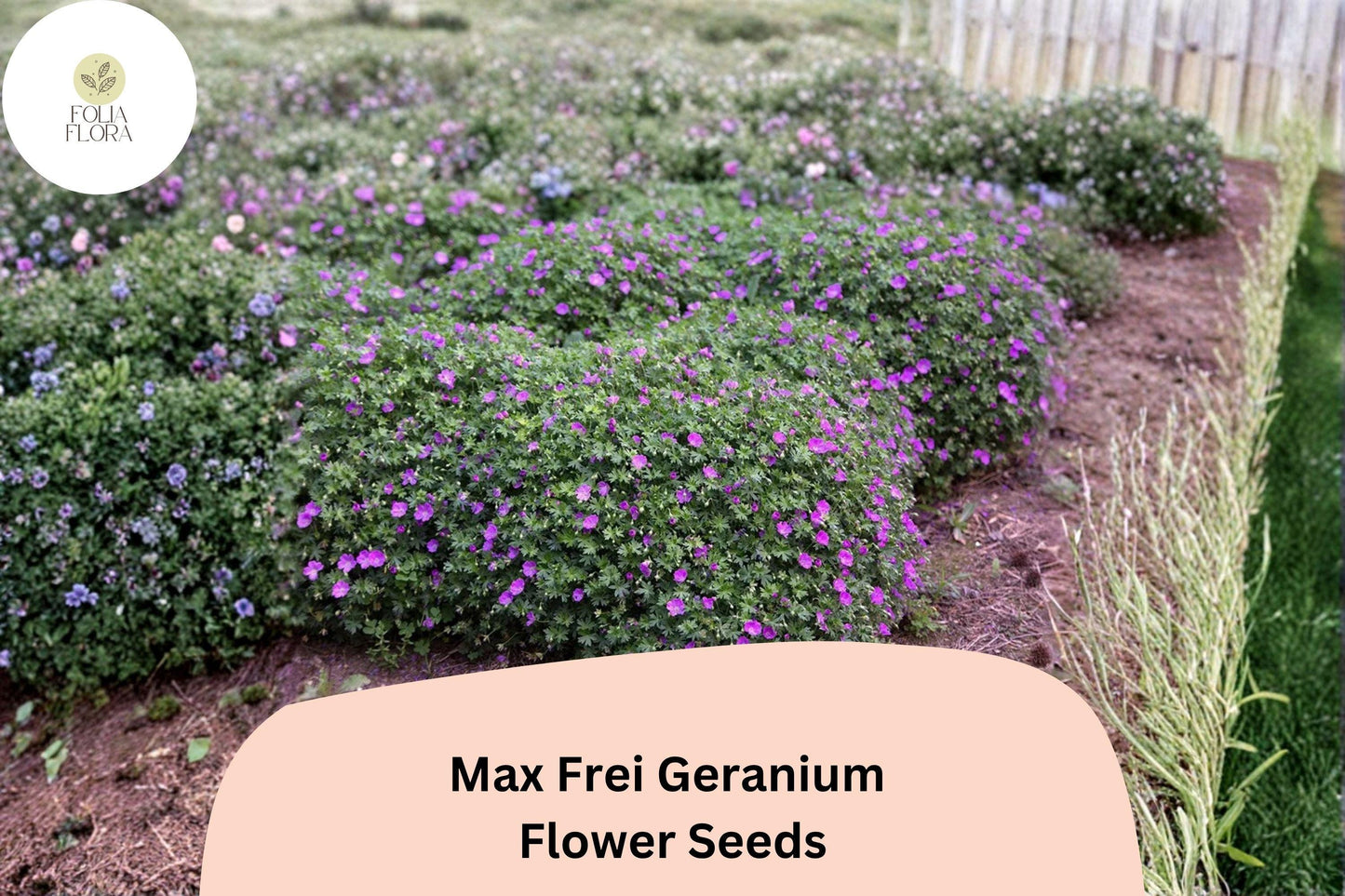 25+ Max Frei (Bloody Cranesbill) Geranium Seeds for Garden Planting – Purple Flowers, Hardy Perennial
