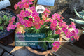 Lewisia 'Rainbow Mix' | Hardy Succulent Starter Plant | Drought-Tolerant Perennial for Rock Gardens & Pots | Free Shipping