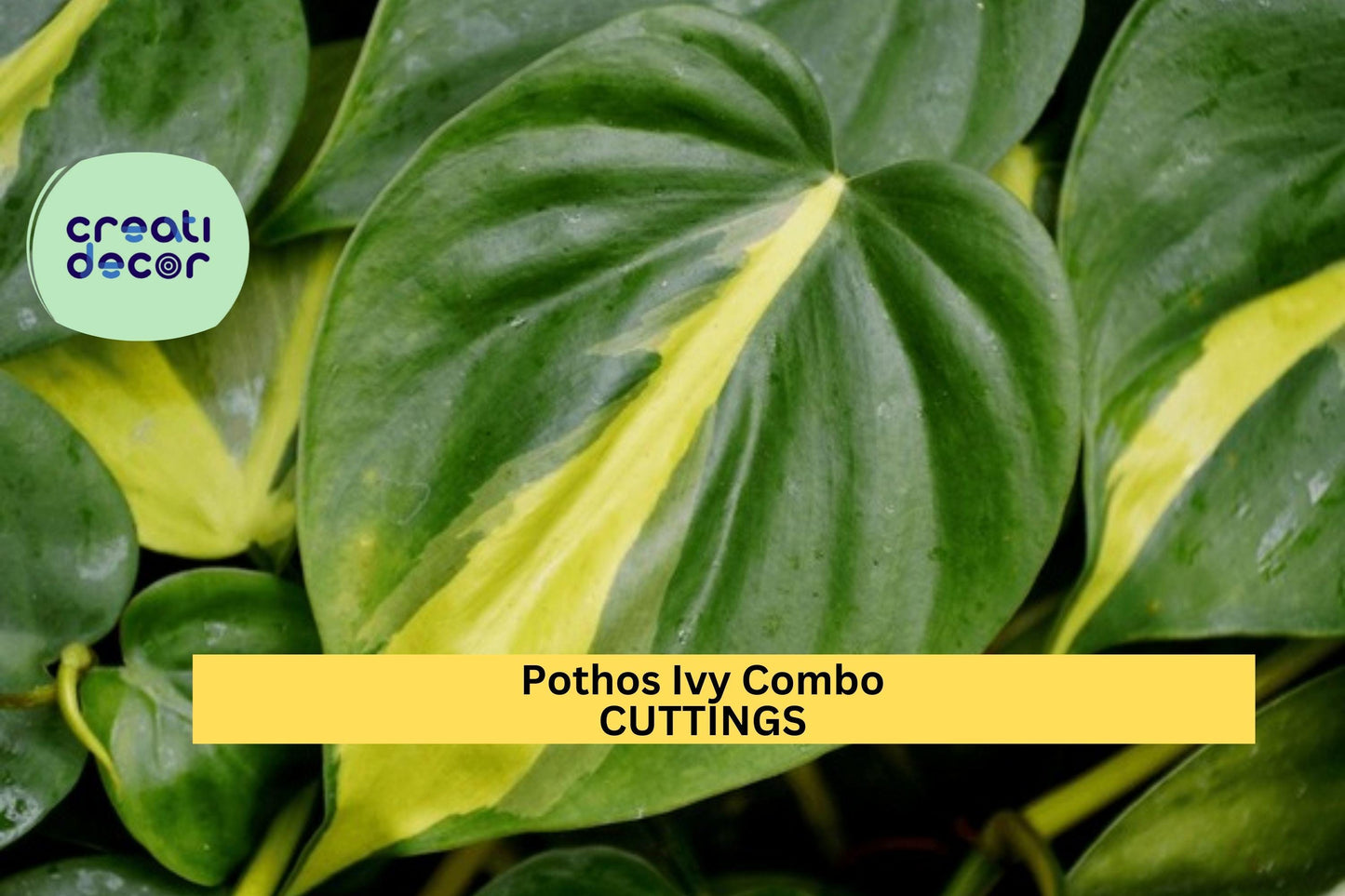 6 Pothos & Philodendron Cuttings | 2 Marble Queen, 2 Brasil, 2 N'Joy | Easy Indoor Vining Plants | Rooting Starter Pack