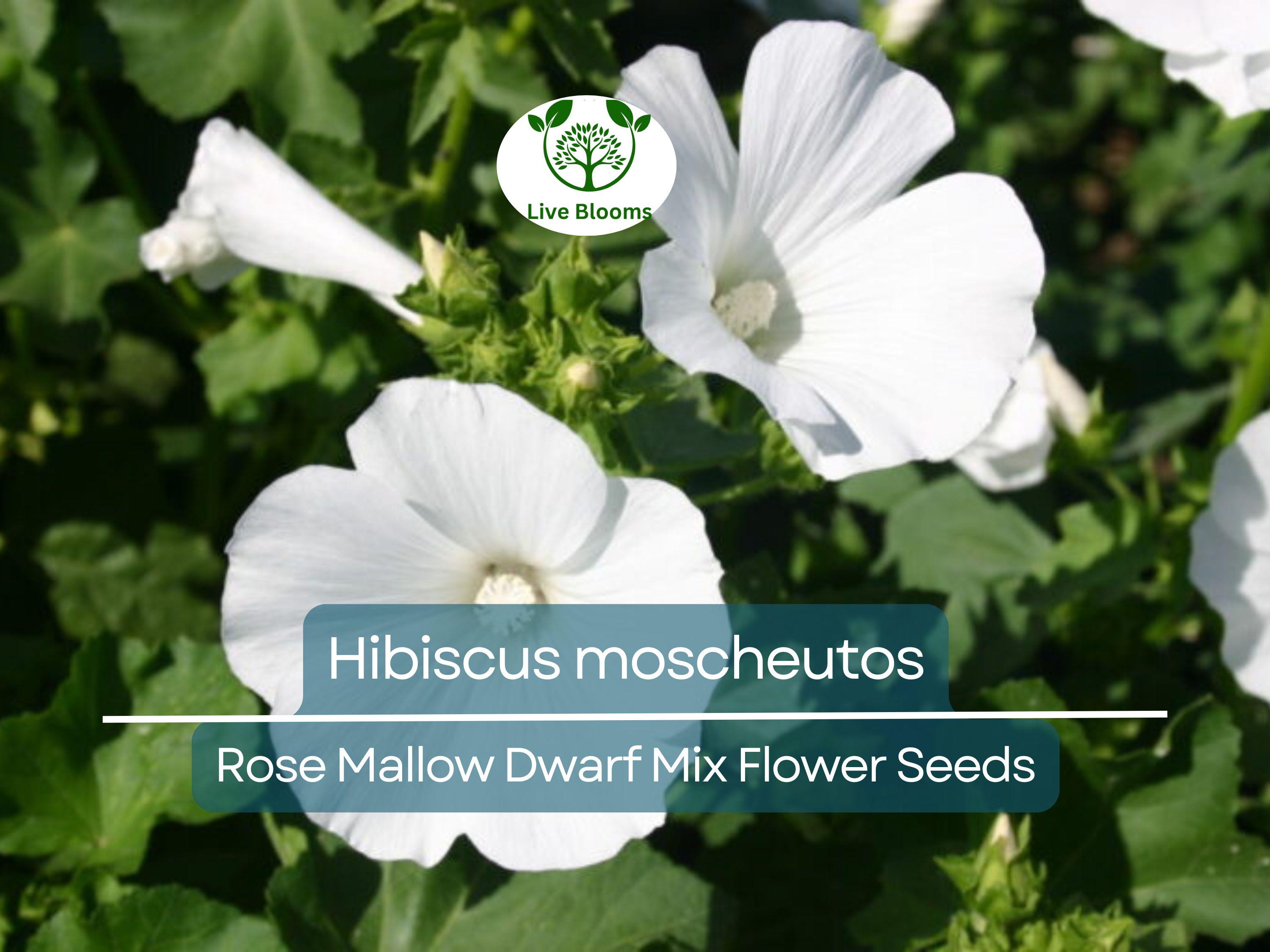 40 Seeds Rose Mallow Dwarf Mix (Hibiscus moscheutos) - Colorful Perennial Flower, Compact, Ideal for Gardens, Attracts Pollinators