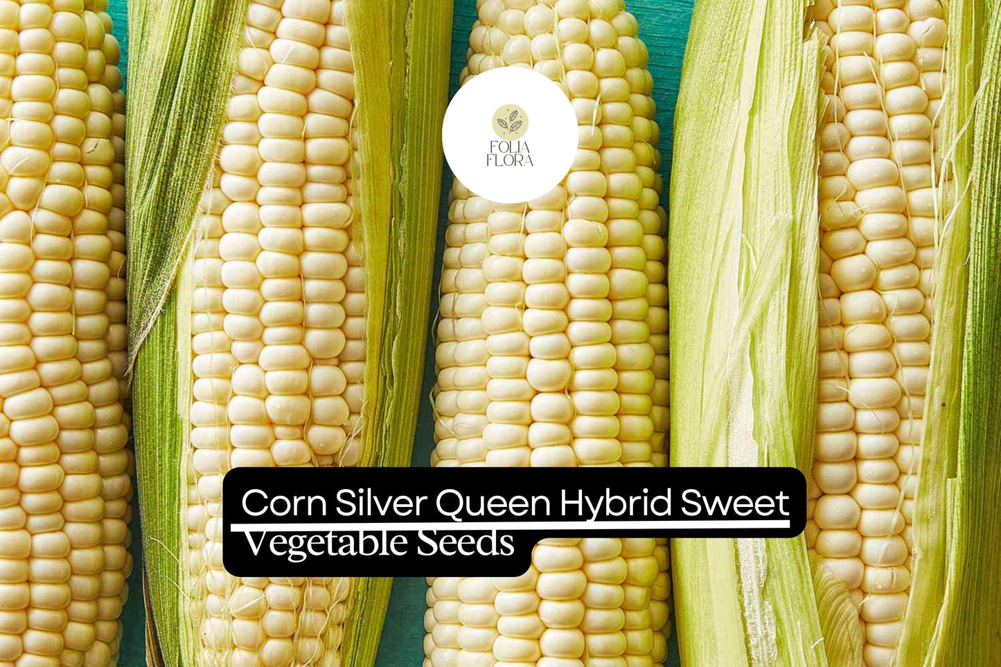 5g Corn Silver Queen Hybrid Sweet Seeds | Zea mays | High-Yield Sweet Corn | Easy to Grow & Delicious