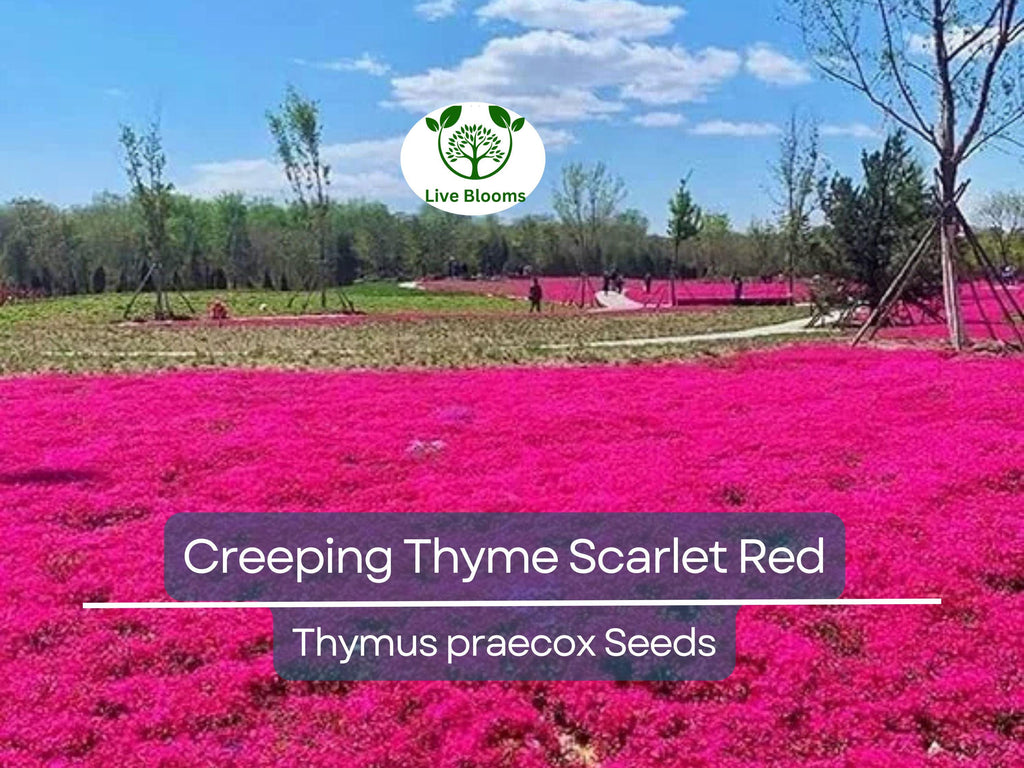 1000 Seeds Creeping Thyme Scarlet Red Ground Cover, Perennial, 4" Height, Perfect for Rock Gardens, Low Maintenance, Drought-Tolerant