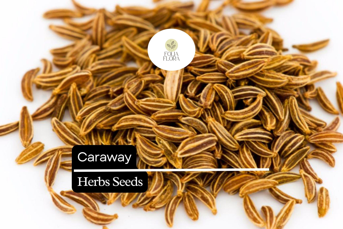 100 Seeds Caraway (Carum carvi) – Aromatic Herb for Culinary