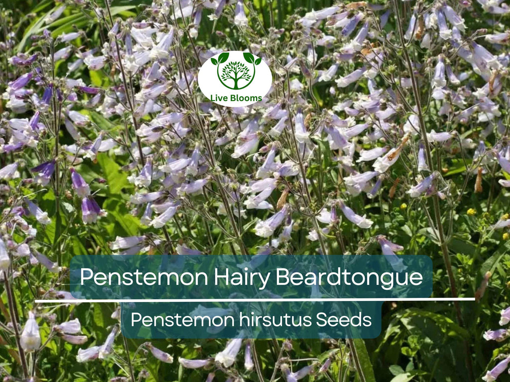 1000 Seeds Penstemon Hairy Beardtongue Perennial Purple Flowers, Non-GMO, Hummingbird-Friendly, Penstemon hirsutus