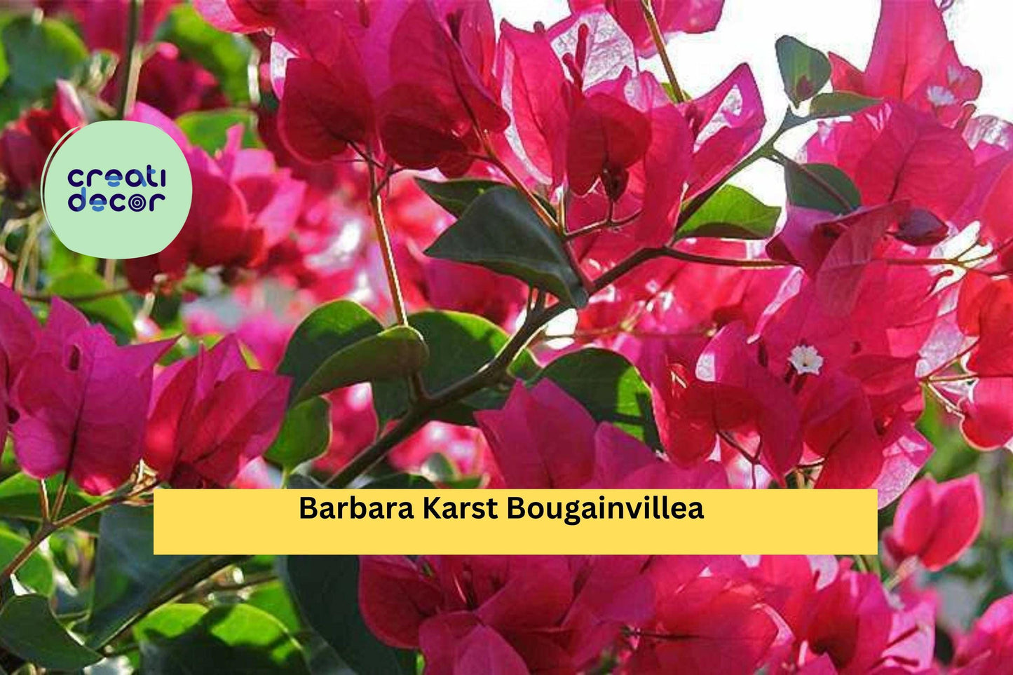 Barbara Karst Bougainvillea Bare Root Starter Plant – Vibrant Red-Pink Blooms – Fast-Growing Tropical Flower Vine