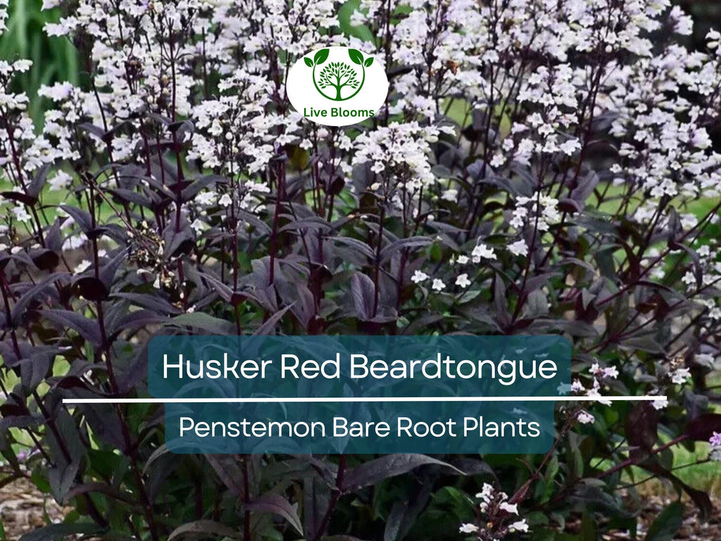 10 Husker Red Beardtongue Plants – Bare Root Perennials – Penstemon – Burgundy Foliage & White Flowers – Zone 4–9