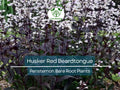 10 Husker Red Beardtongue Plants – Bare Root Perennials – Penstemon – Burgundy Foliage & White Flowers – Zone 4–9