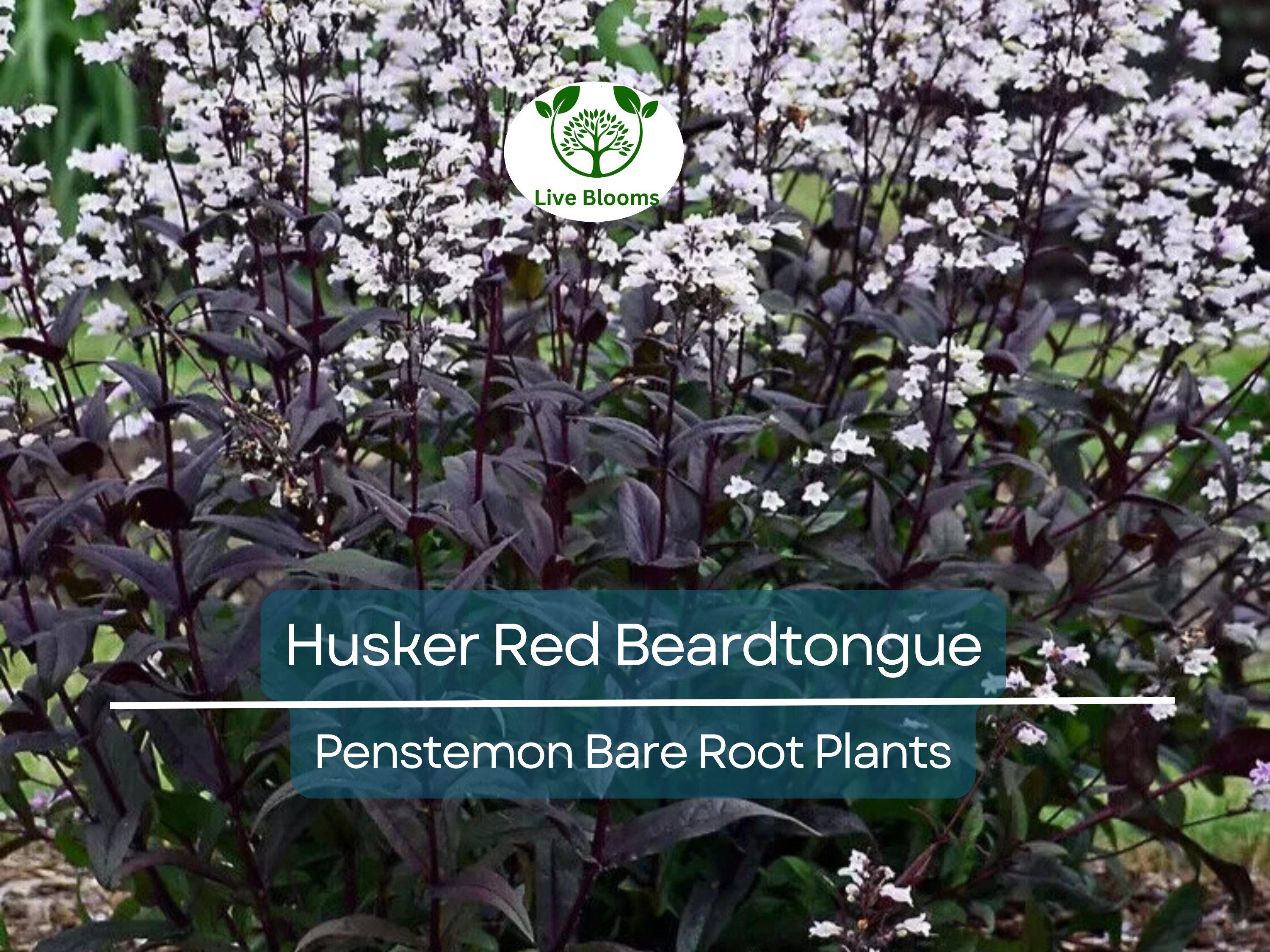 10 Husker Red Beardtongue Plants – Bare Root Perennials – Penstemon – Burgundy Foliage & White Flowers – Zone 4–9
