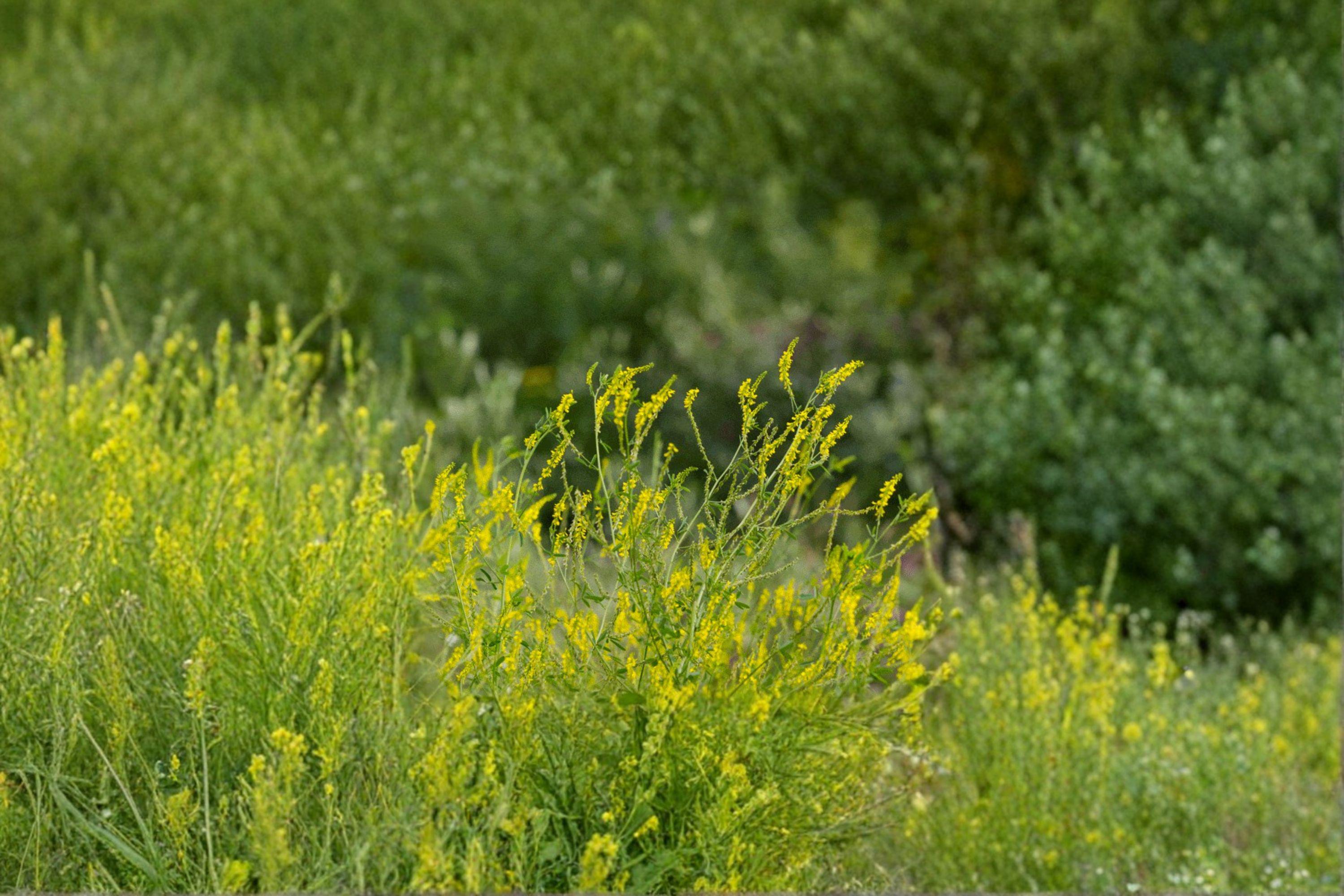 Yellow Blossom Sweet Clover – Melilotus officinalis Seeds | 100 Seeds | Nitrogen Fixing | Pollinator Favorite