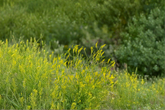Yellow Blossom Sweet Clover – Melilotus officinalis Seeds | 100 Seeds | Nitrogen Fixing | Pollinator Favorite