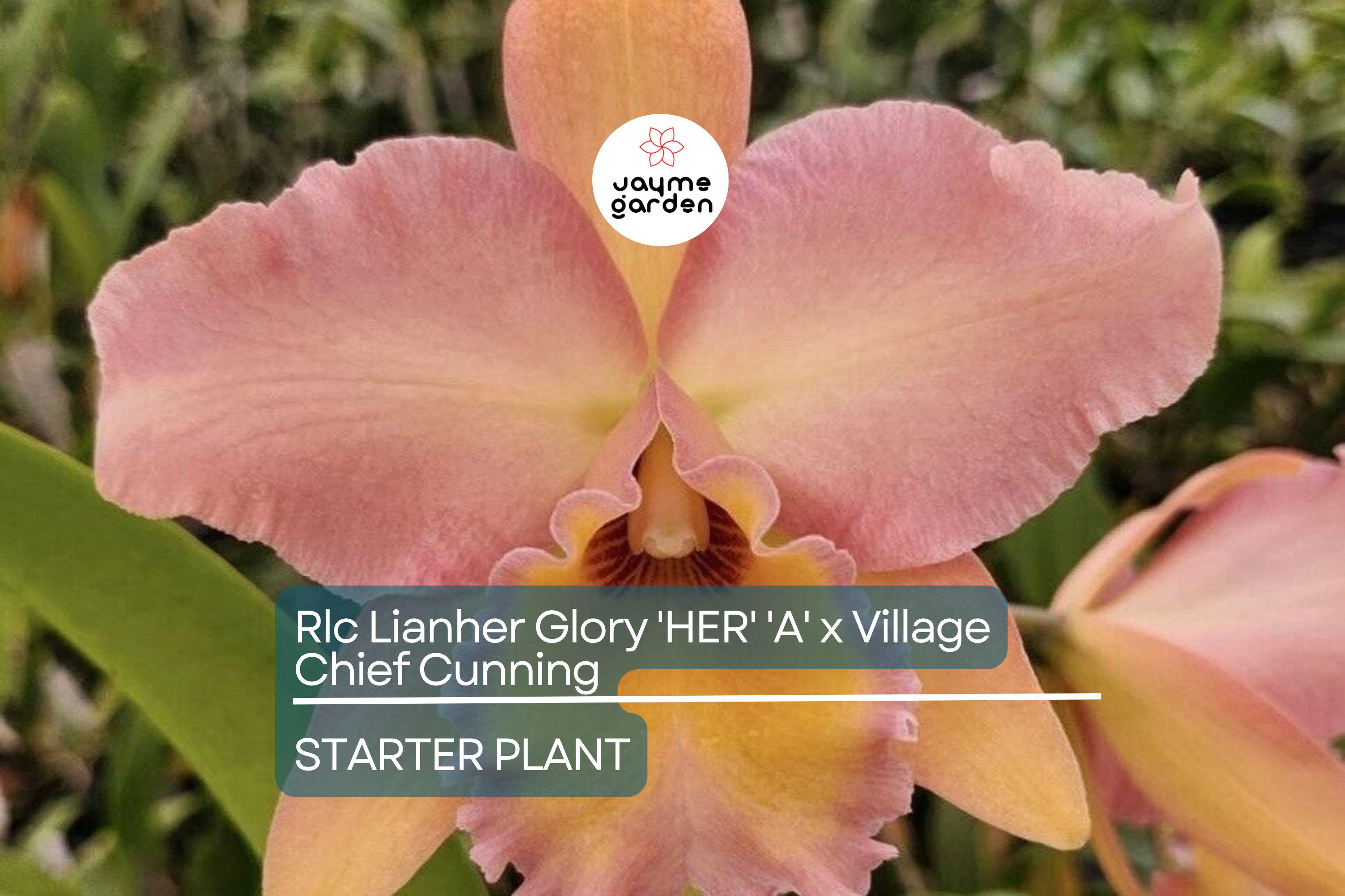 Rlc Lian Her Glory 'HER' x Village Chief Cunning Orchid | Live Tropical Cattleya Starter Plant in 3" Pot | Vibrant Yellow Blooms