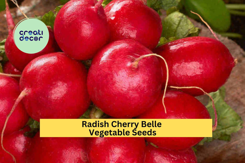 3pcs of 1g Cherry Belle Radish Seeds – Fast Growing Round Radish for Crisp, Mild Flavor in Garden or Container Planting Seeds for Planting