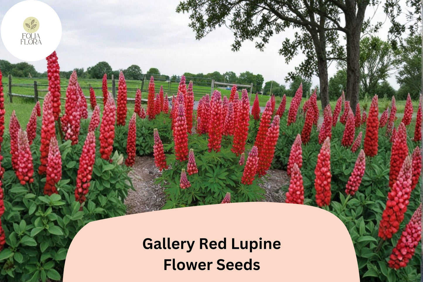 25+ Gallery Red Lupine Seeds | Lupinus polyphyllus | Compact Perennial Lupine for Cottage & Pollinator Gardens