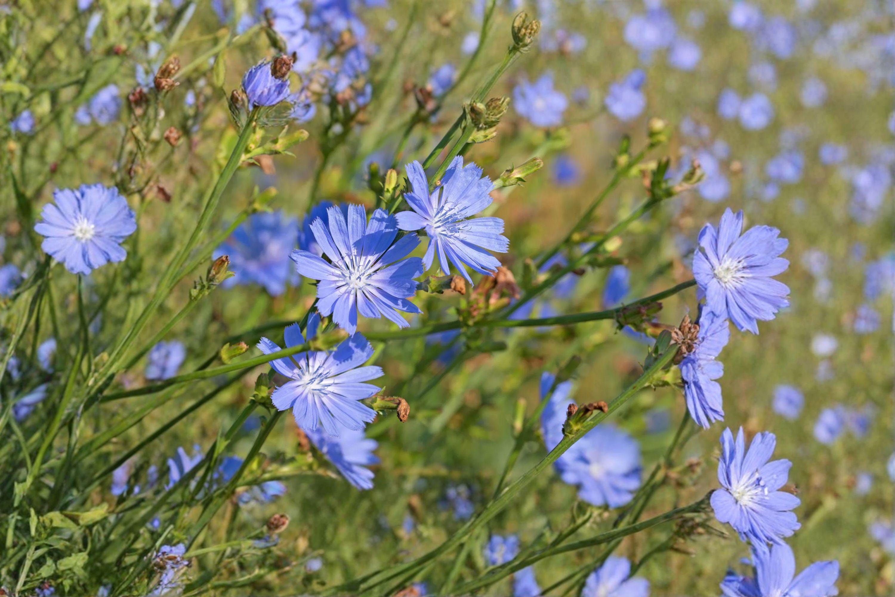 Blue Chicory – Cichorium intybus Seeds | 100 Seeds | Pollinator Friendly | Edible & Hardy Wildflower