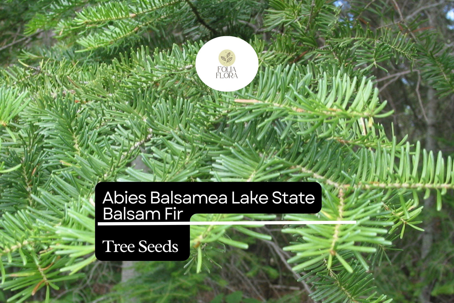Balsam Fir Seeds 250mg | Abies balsamea | Lake State Balsam Fir, Evergreen Conifer, Fragrant Needle Tree, Hardy, Wildlife-Friendly