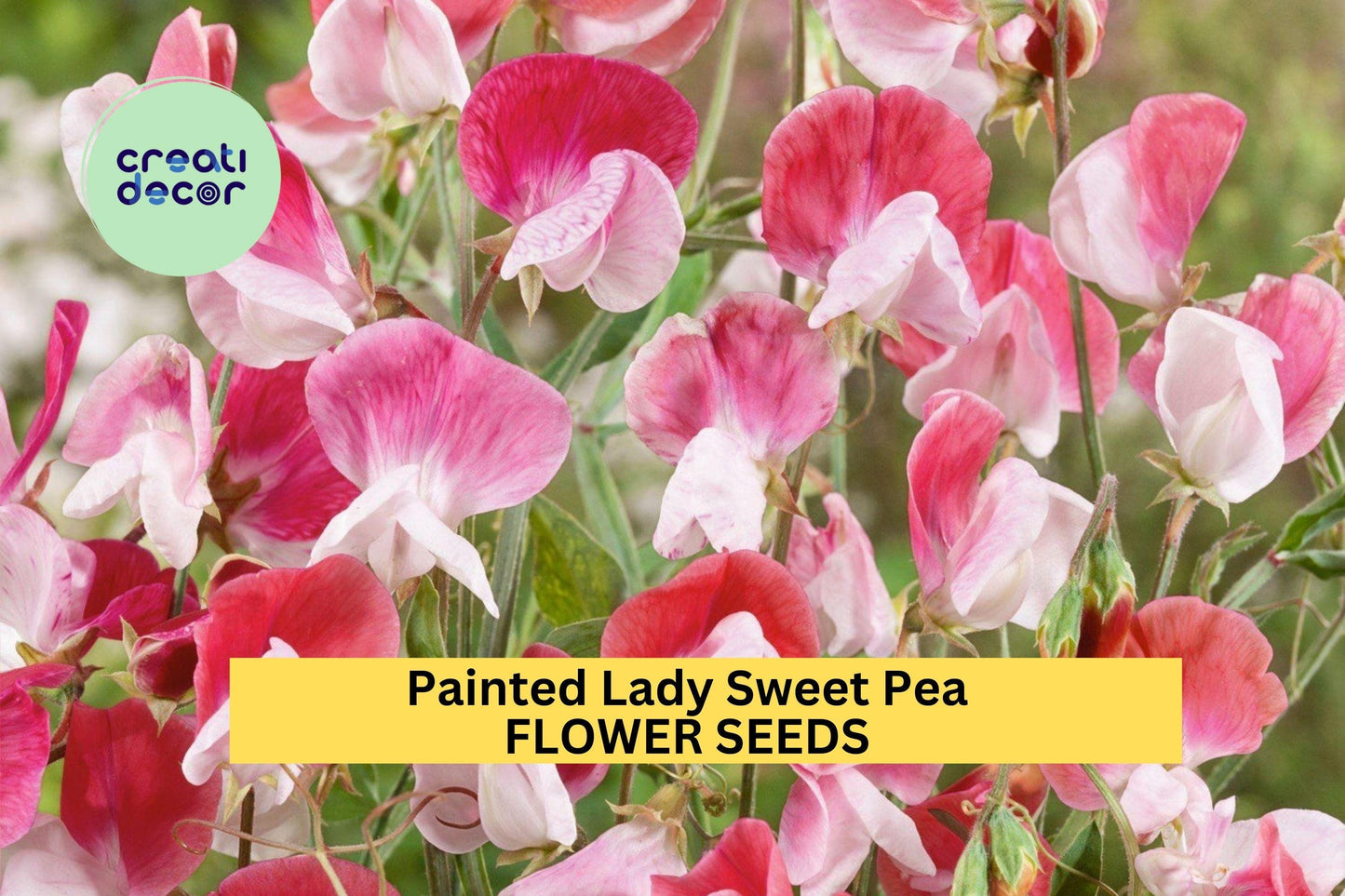 50+ Painted Lady Sweet Pea Seeds – Pink & White Fragrant Blooms for Garden Planting, Climbing Vines for Trellises – USA