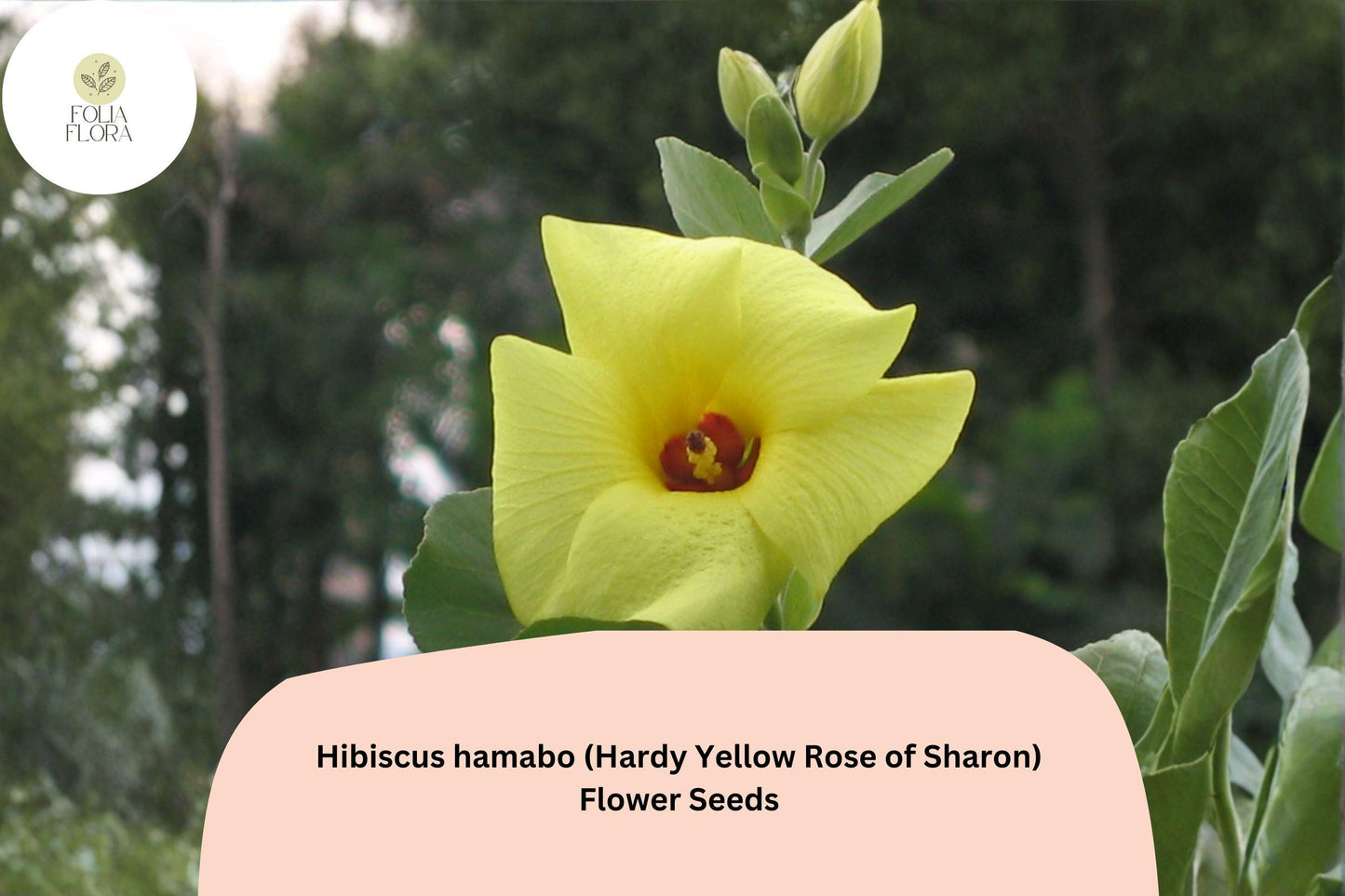 Hardy Yellow Rose of Sharon Seeds – 10 Hibiscus hamabo | Yellow Hardy Hibiscus