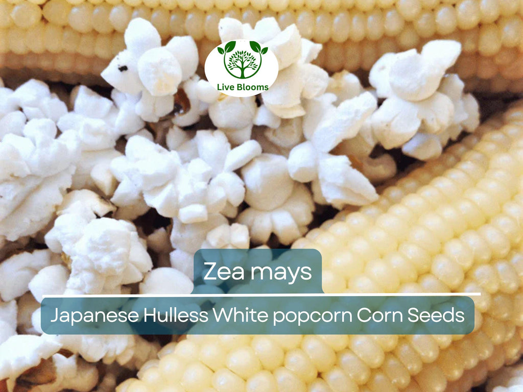 50 Seeds Popcorn Japanese Hulless White Baby Corn - Zea mays | Heirloom Popcorn Seeds for Planting & Homegrown Snacks