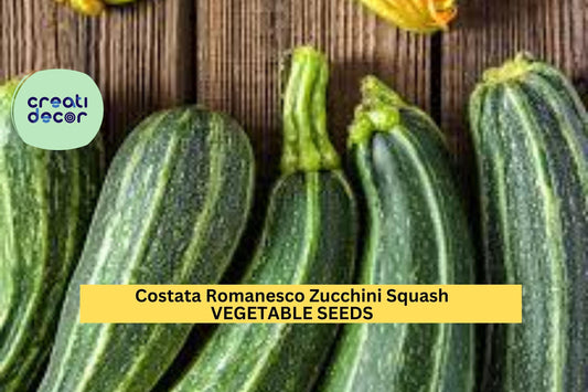 25+ Costata Romanesco Zucchini Seeds – Italian Heirloom Summer Squash for Garden Planting, Ribbed Fruits with Nutty Flavor – USA