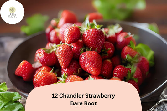 12 Chandler Strawberry Plants | Live Bare Root | June Bearing Fragaria × ananassa Fruit
