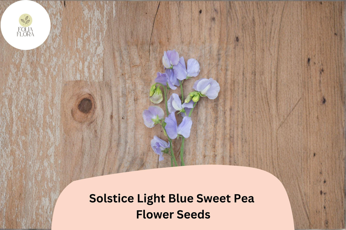 Solstice Light Blue Sweet Pea Seeds | Lathyrus odoratus Climbing Vine (50+ Seeds) for Garden Planting