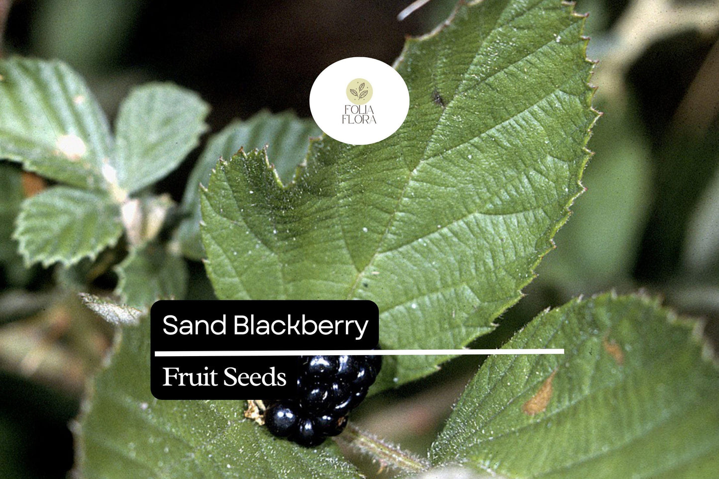 25 Sand Blackberry Seeds (Rubus cuneifolius) | Wild Native Bramble Bush for Edible Fruits | Rare Southeastern USA Blackberry