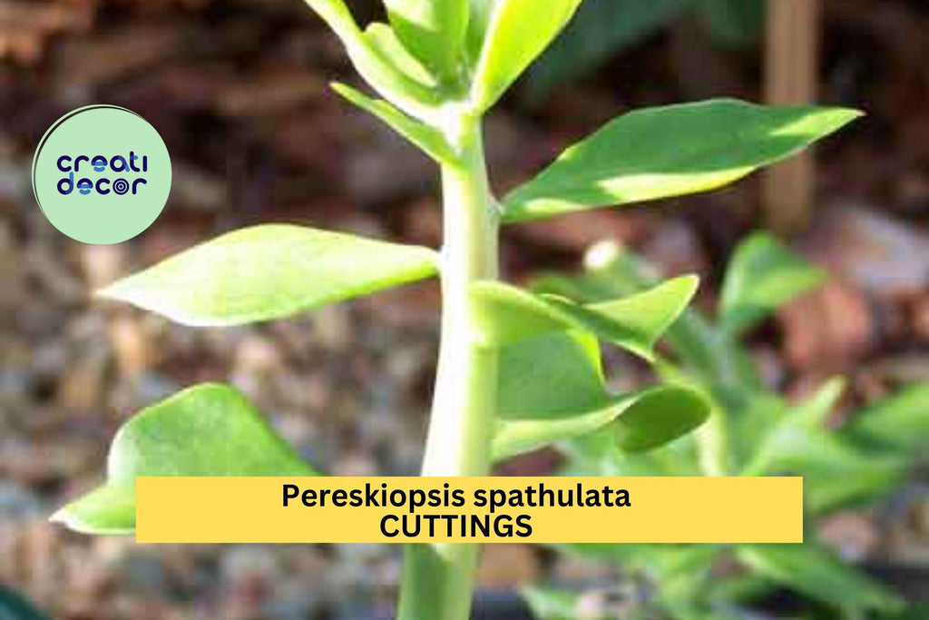 5x Pereskiopsis spathulata Cuttings | 4" Grafting Cactus Stock | Ideal Rooting Stem for Grafted Leaf Cacti | Fast Growing