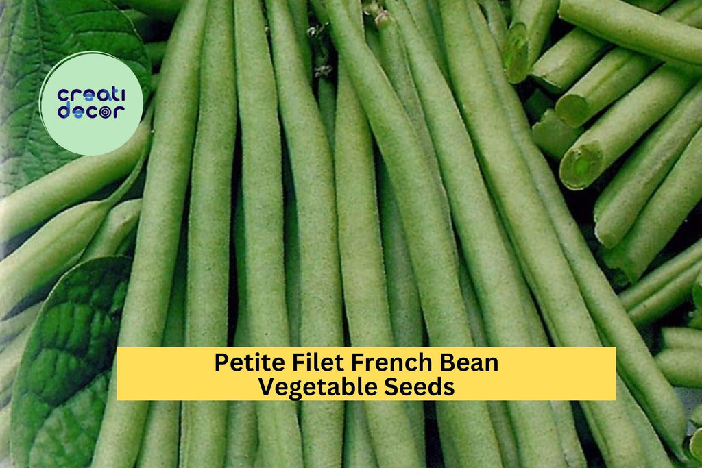 3pcs x 5g Petite Filet French Bean Seeds – Tender Bush Beans for Garden Rows, Raised Beds, or Container Growing Seeds for Planting