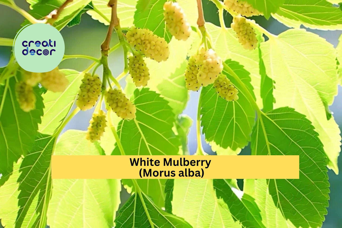 White Mulberry Trees – Set of 2 – Morus alba Live Starter Plants – Fast-Growing Sweet Fruit Trees for Garden or Orchard