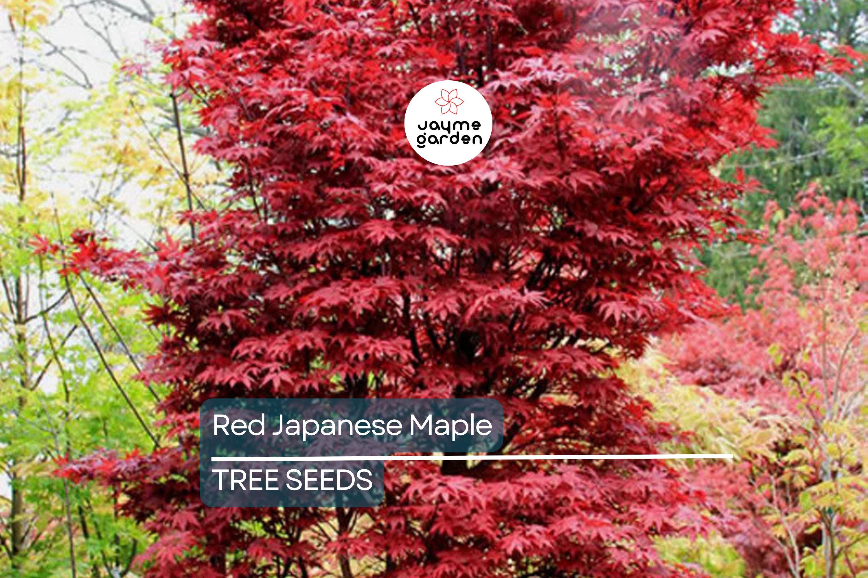 10 Red Japanese Maple Tree Seeds (Acer palmatum) – 20' Tall, Cold Hardy Bonsai Tree