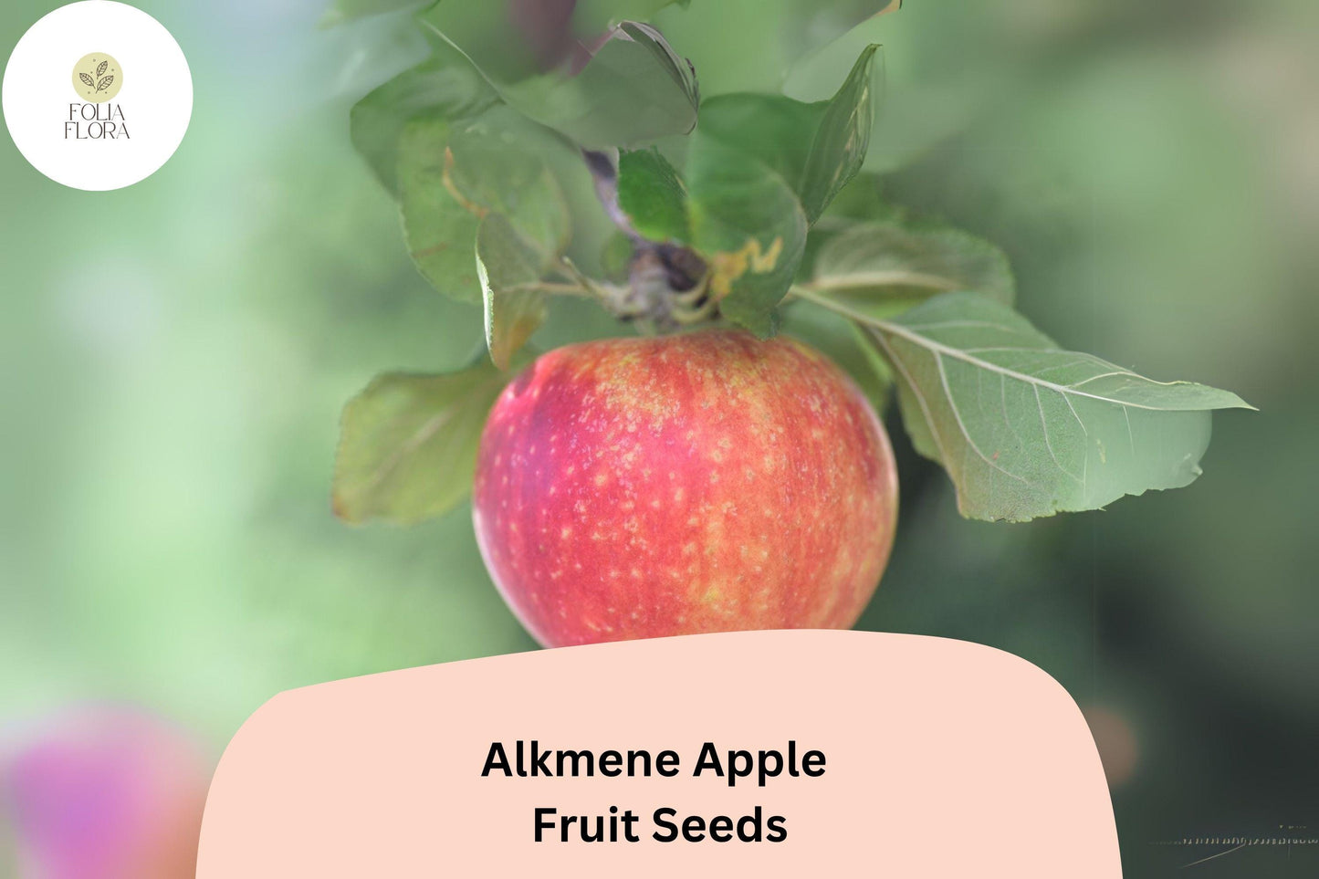 25+ Alkmene Apple Seeds | Crisp Early Heirloom Apple | Malus domestica | Garden Fruit Tree Seeds | Tart-Sweet Flavor