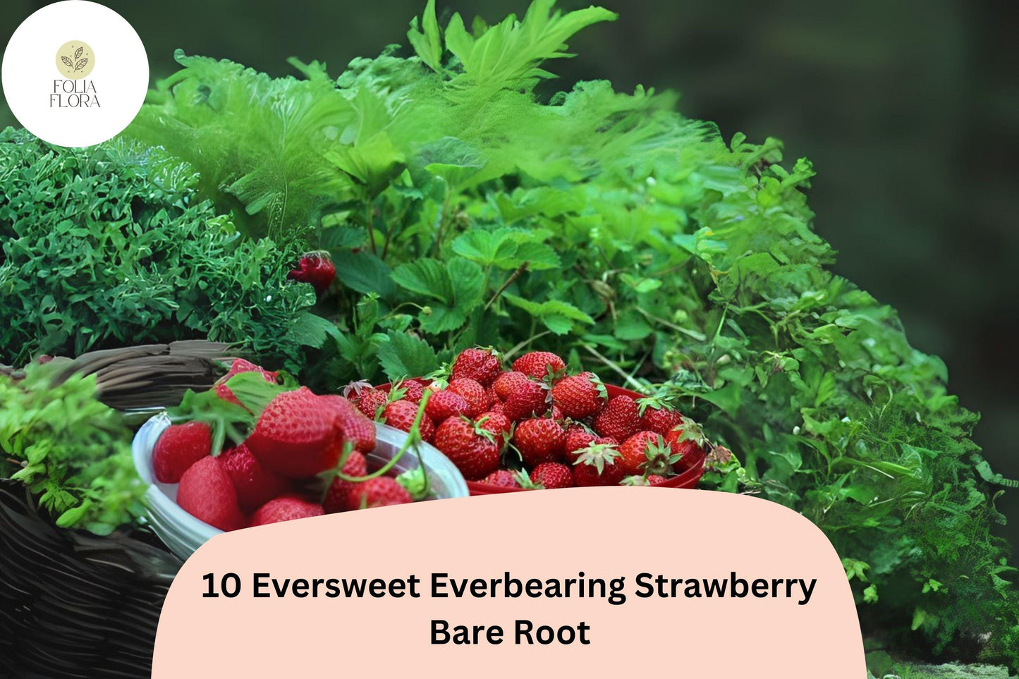 10 Eversweet Everbearing Strawberry Plants | Live Bare Root | Fragaria × ananassa Garden Fruit