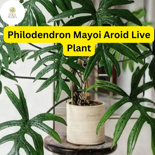 1 Philodendron Mayoi - Aroid Well-Rooted Live Plant in 4" Pot - Tropical Indoor Houseplant, Easy-Care