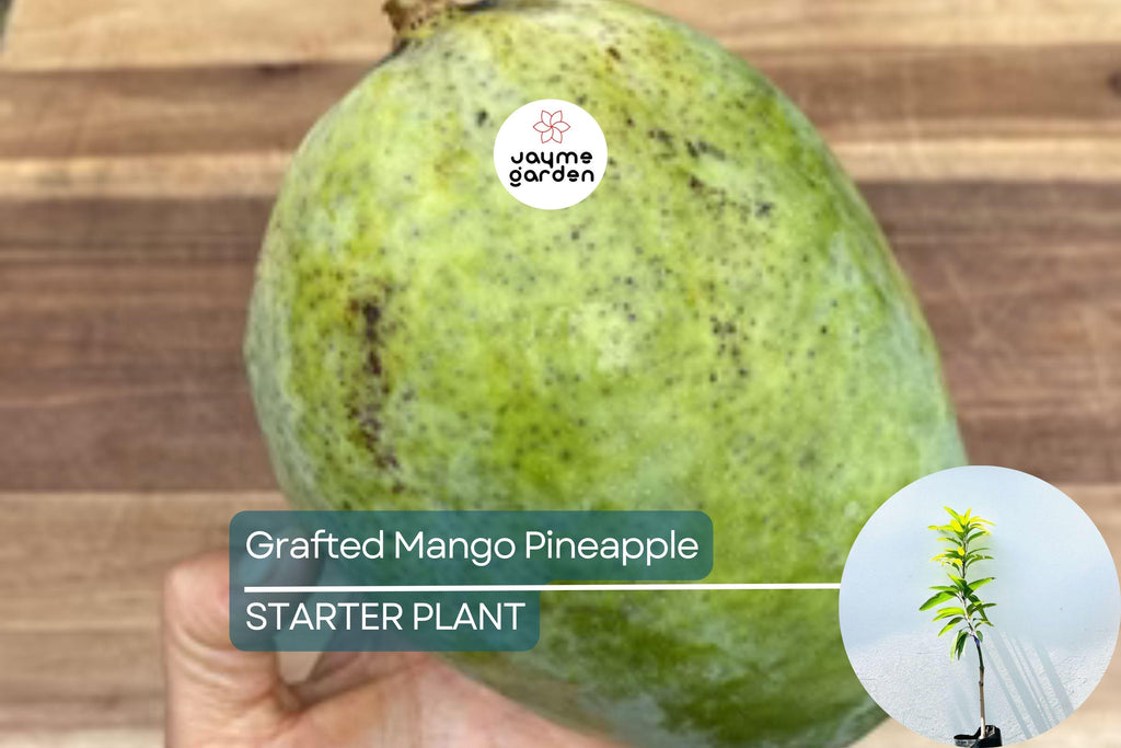 Grafted Mango Pineapple Tree Live Fruit Plant 3’-4’ | Tropical Flavor with Hints of Pineapple | Easy Care for Home Gardens | USDA Zones 9-11