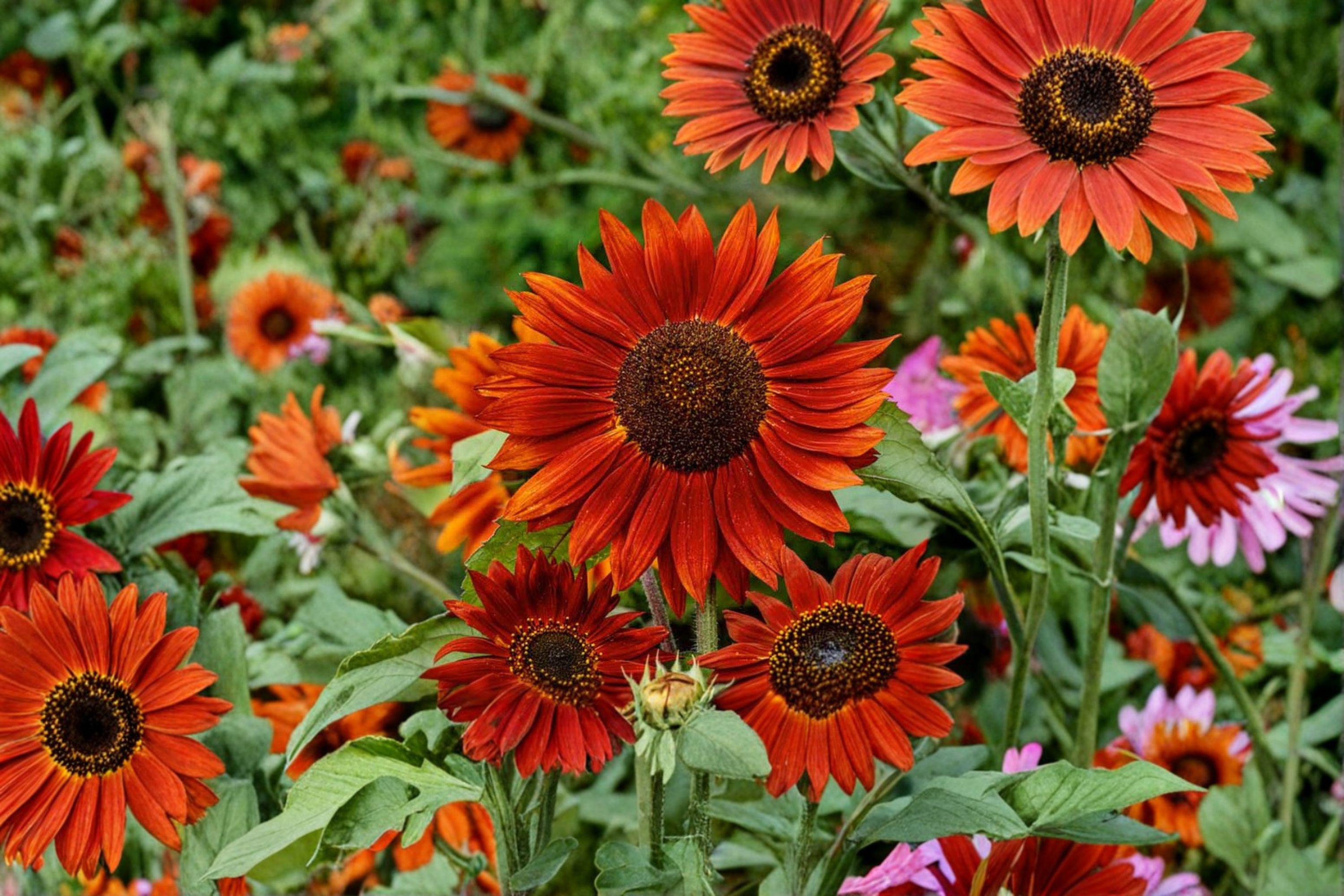 Velvet Queen Sunflower 15 Seeds | Deep Burgundy Blooms | Heirloom Sunflower | Pollinator Favorite