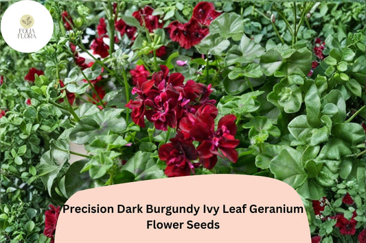 25+ Precision Dark Burgundy Ivy Leaf Geranium Seeds | Trailing Geranium | Deep Burgundy Blooms for Hanging Baskets