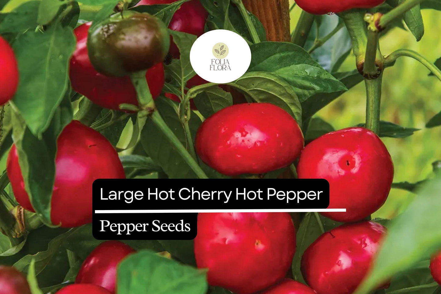 250mg Large Hot Cherry Pepper Seeds Capsicum annuum | Medium-Hot, Non-GMO, Ideal for Pickling, Stuffing, and Fresh Cooking