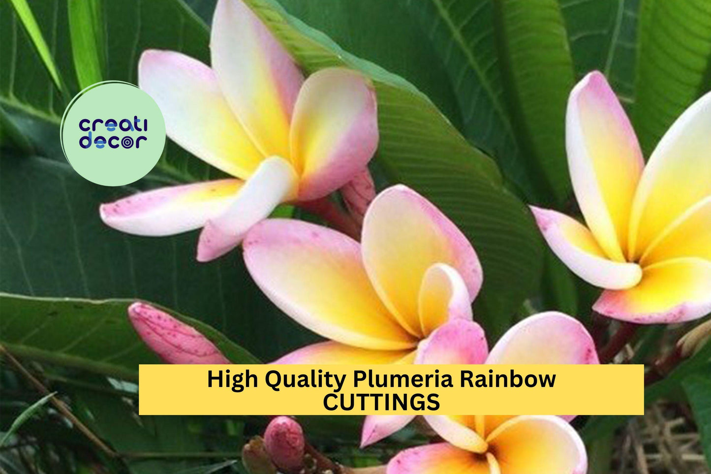 1 High Quality Plumeria Cuttings |  Rainbow Colors | 8–12" Unrooted Stems | Fragrant Tropical Flowers for Garden or Patio