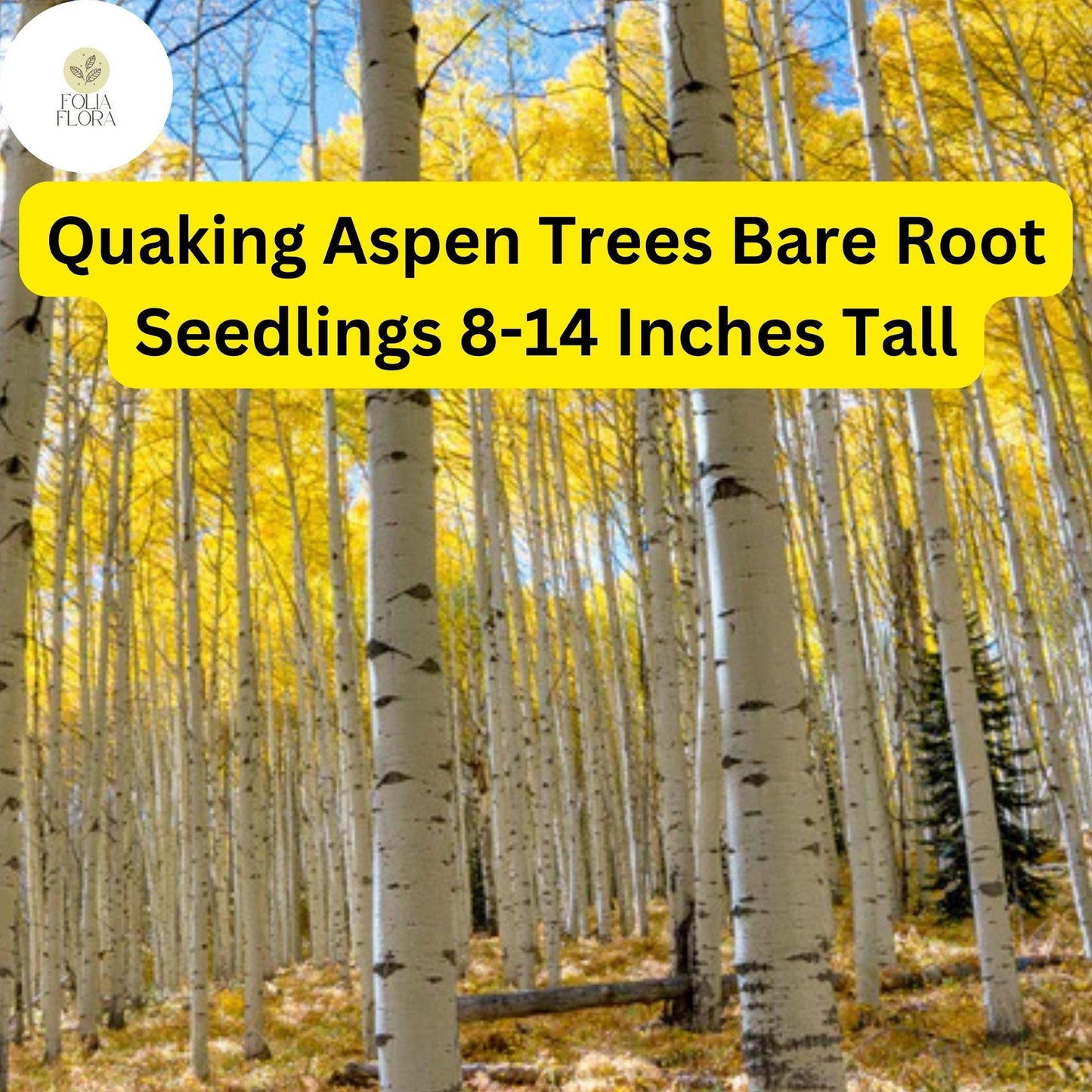 Quaking Aspen Trees (Populus tremuloides), Bare Root Seedlings, 8-14 Inches Tall